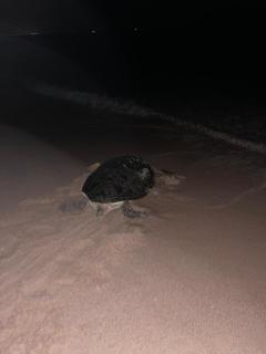 Sea Turtles Guest House #2 - Ras al Hadd - 9