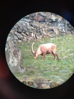 Steinbock rascard - 1