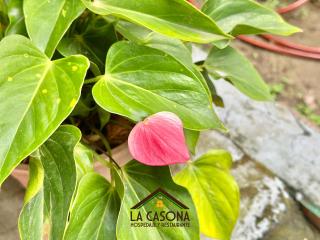 La Casona - Arauca - 1