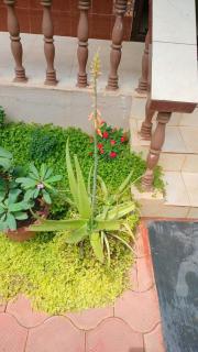 Dom's Inn - Mangalore - 5