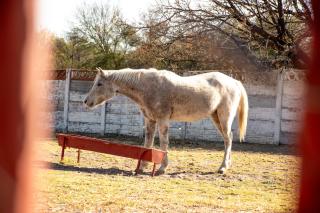 Goba Lodge & Rest Camp - Gobabis - 4