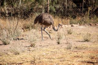 Goba Lodge & Rest Camp - Gobabis - 2