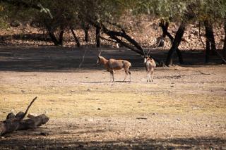 Goba Lodge & Rest Camp - Gobabis - 5