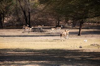 Goba Lodge & Rest Camp - Gobabis - 3