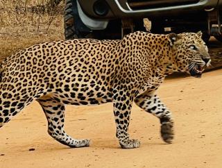 Freedom Cottage & Safari - 2