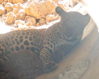 Freedom Cottage & Safari - 1