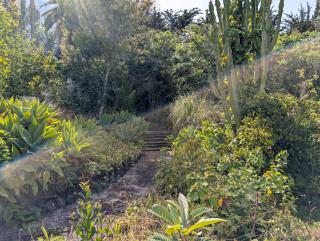 Bastion del Drago - Arucas - 4