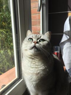 Typical Toulouse house completely renovated - 5