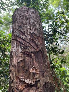 Rinte Green Village & Bukit Lawang Jungle Trekking - 7