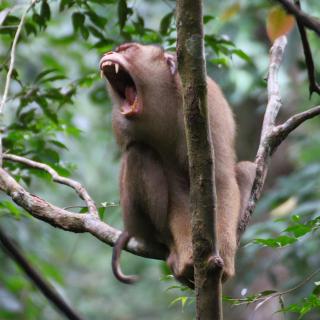 Rinte Green Village & Bukit Lawang Jungle Trekking - Bukit Lawang - 8