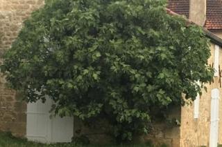 Mas du figuier Occitanie - Maison de maitre - 8