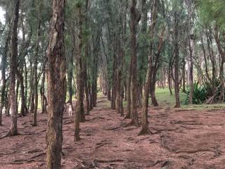 Escale Gris Gris - 3