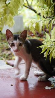 Juno Homestay - Mulatiyana - 2