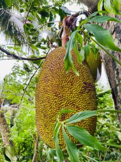 Juno Homestay - Mulatiyana - 5