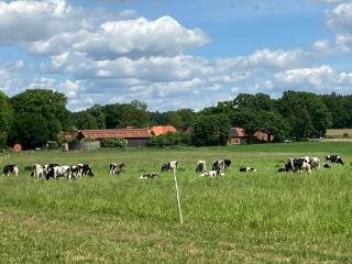 Gemütliche Ferienwohnung im Keller - Zernien - 6