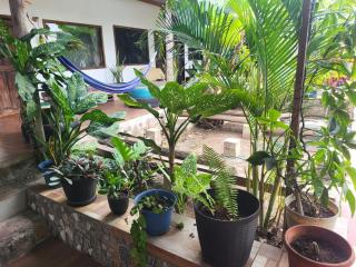 Galapagos Morning Glory - 3