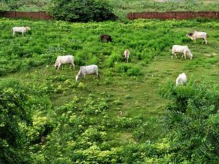 Home Stay with Giriraj View I On Parikrama Marg I 5 mins to ISKCON & Daan Ghati - 6