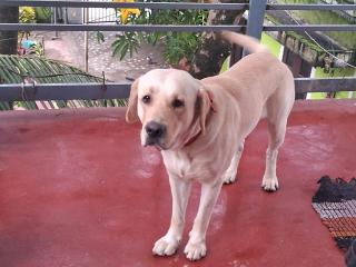 Marari dhaniel beach homestay-2 - 2