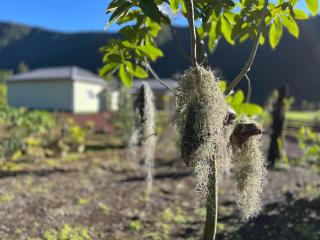 Chambres d'hôte à la ferme proche Grand Etang - Saint Benoît - FR-1-786-61 - 9