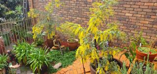 Ultima Thule Studio, South Durras - 8