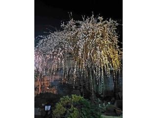 Guest House SAKURA - Vacation STAY 57751v - Sakura - 8