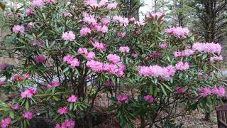 Karuizawa Villa Etoile - Vacation STAY 15095 - 5