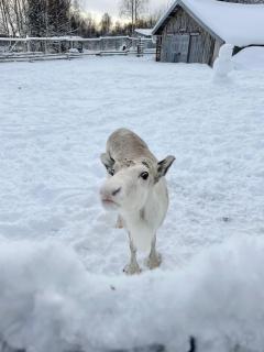 Shaman Village - Resort & Glass Igloos - 1