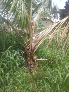 Krishna sadana beach side home stay - 2
