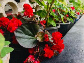 Seasons Homestay - Bandarawela - 1