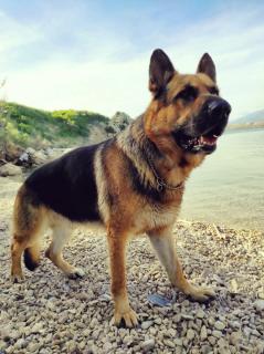 Mila's pet friendly holiday house with private beach place and sunbeds included - 8