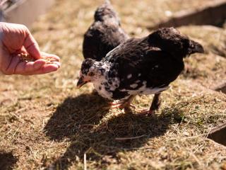 Holiday Home Gęsia Kępa by Interhome -  - 6