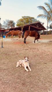 Chalé dos cavalos - Morungaba - 4