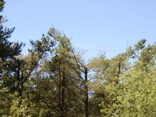 6 person holiday home in Oksbøl-By Traum - 7