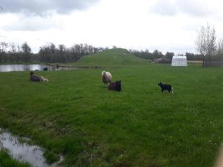 4 person holiday home in Ansager - 3