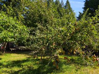 Orchard Cottage - 3
