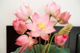 Madam Seven Tam Coc - 7