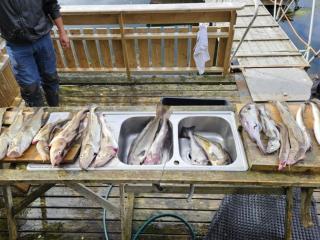 4 star holiday home in Naustbukta - 1