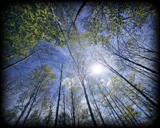 Erholungsoase am Rand des Harzes - Ferienwohnung - 4