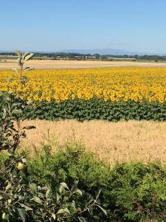 Brockenblick - - 7