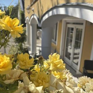 Yellow Rose - 5