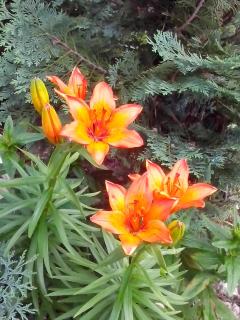 Šumska kuća Nada - Divčibare - 4