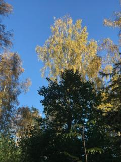 Glamping tent in a forest, lake view - 4