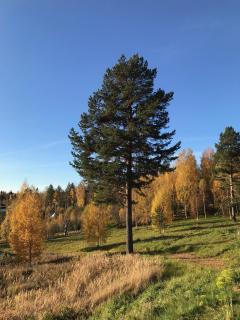 Glamping tent in a forest, lake view - Bjuråker - 2