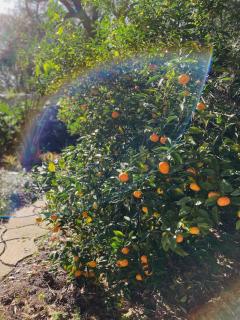 Madeira Secluded Cottage 5-Min walk to Amphitheater, lighthouse, downtown - 8