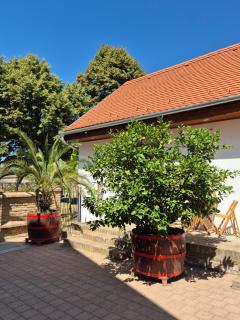 CitrusLiget Vendégház - 4