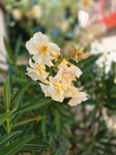 CitrusLiget Vendégház - 2