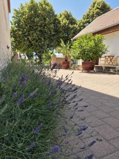 CitrusLiget Vendégház - 1