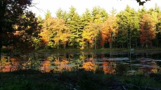 Pet-friendly, secluded, and peaceful pondside home near to Keene and Rindge NH - Fitzwilliam - 9