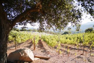 Villa on 5 Acre Vineyard Equestrian Estate, Pool & Hot tub, Events - 1