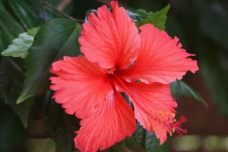 Canoa Suites - 7